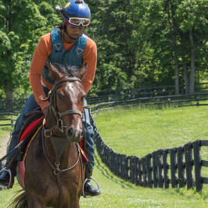 Equestrian-0240