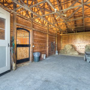 Equestrian-0389