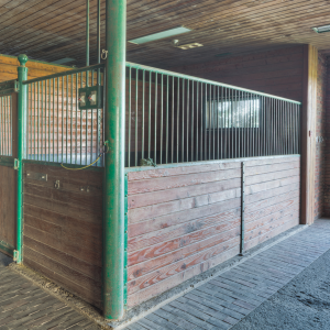Equestrian-0399